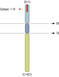Anti-Synaptotagmin-1 (SYT1) Antibody