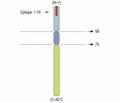 Synaptotagmin-1/SYT1 Blocking Peptide