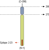 Anti-Syntaxin 4 Antibody