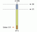 Syntaxin 4 Blocking Peptide