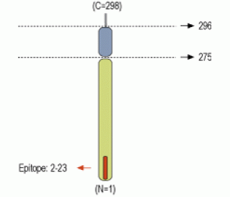 Syntaxin 4 Blocking Peptide
