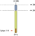 Anti-Syntaxin 3 Antibody