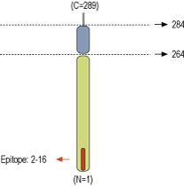 Anti-Syntaxin 3 Antibody