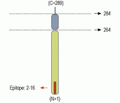 Syntaxin 3 Blocking Peptide