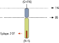 Anti-VAMP-2 Antibody