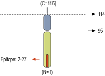 Anti-VAMP-2 Antibody