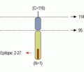 VAMP-2 Blocking Peptide