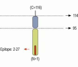 VAMP-2 Blocking Peptide