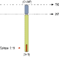 Anti-Syntaxin 2 Antibody