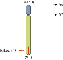 Anti-Syntaxin 2 Antibody