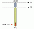 Syntaxin 2 Blocking Peptide