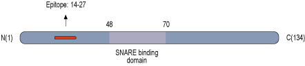 Anti-CPLX1/2 Antibody