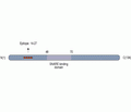 CPLX1/2 Blocking Peptide