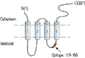 Guinea Pig Anti-Synaptophysin Antibody