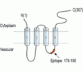 Synaptophysin Blocking Peptide