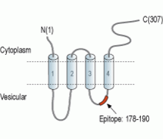 Synaptophysin Blocking Peptide