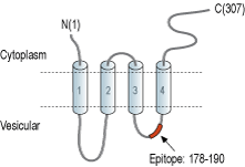 Anti-Synaptophysin Antibody