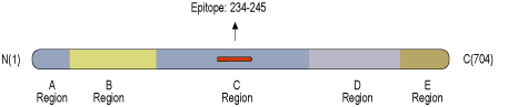 Anti-Synapsin I (SYN1) Antibody