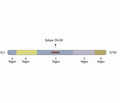 Synapsin I/SYN1 Blocking Peptide