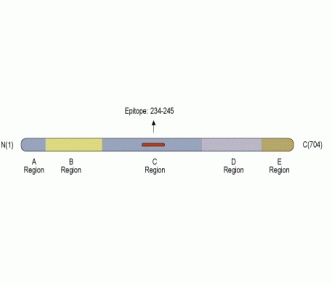 Synapsin I/SYN1 Blocking Peptide