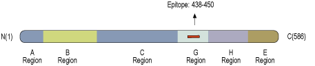 Anti-Synapsin II (SYN2) Antibody