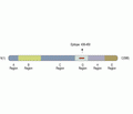 Synapsin II/SYN2 Blocking Peptide