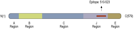 Anti-Synapsin III (SYN3) Antibody