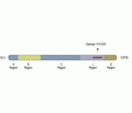 Synapsin III/SYN3 Blocking Peptide