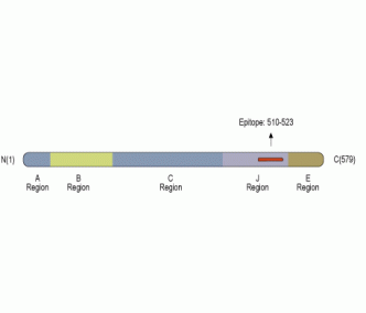 Synapsin III/SYN3 Blocking Peptide