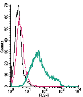 Anti-TREM2 (extracellular)-PE Antibody