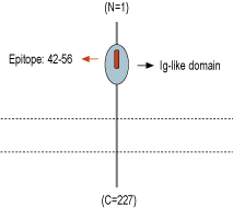 Anti-TREM2 (extracellular) Antibody