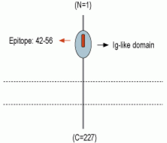 TREM2 (extracellular) Blocking Peptide