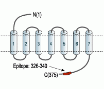 NPY4R Blocking Peptide