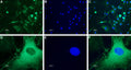 Anti-NPY5R Antibody