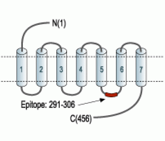 NPY5R Blocking Peptide