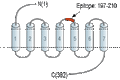 Anti-NPY1R (extracellular) Antibody