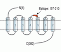 NPY1R (extracellular) Blocking Peptide