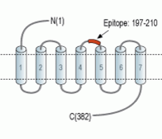 NPY1R (extracellular) Blocking Peptide