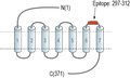 Anti-Neuropeptide S Receptor (extracellular) Antibody