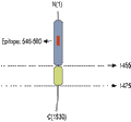 Anti-Neurexin 1α (extracellular) Antibody