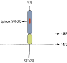 Anti-Neurexin 1α (extracellular) Antibody