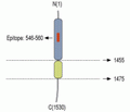 Neurexin 1α (extracellular) Blocking Peptide
