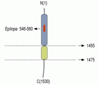 Neurexin 1α (extracellular) Blocking Peptide