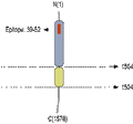 Anti-Neurexin 3α (extracellular) Antibody