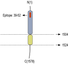 Anti-Neurexin 3α (extracellular) Antibody