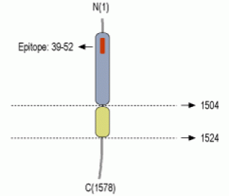 Neurexin 3α (extracellular) Blocking Peptide