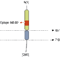 Anti-Neuroligin 1 (extracellular) Antibody