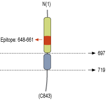 Anti-Neuroligin 1 (extracellular) Antibody
