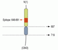 Neuroligin 1 (extracellular) Blocking Peptide