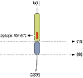 Anti-Neuroligin 2 (extracellular) Antibody